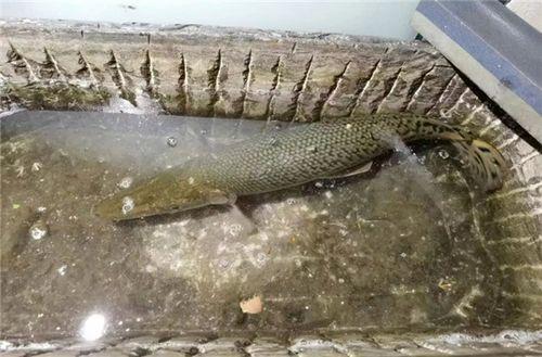 新闻爆料鳄雀鳝视频下载,惊现水中霸主!鳄雀鳝视频引发网友热议 第1张 新闻爆料鳄雀鳝视频下载,惊现水中霸主!鳄雀鳝视频引发网友热议 第1张