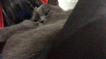 有好多爆料的猫吗视频,“有好多爆料的猫吗”视频背后的秘密 第3张 有好多爆料的猫吗视频,“有好多爆料的猫吗”视频背后的秘密 第3张